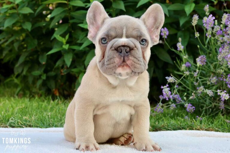 Big Rope French Bulldog - TomKings Puppies