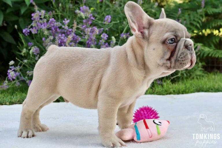 Big Rope French Bulldog - TomKings Puppies