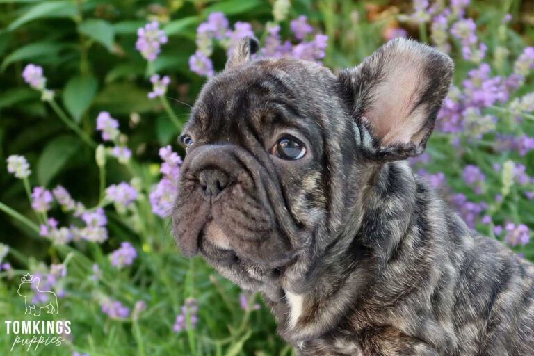 Big Rope French Bulldog - TomKings Puppies