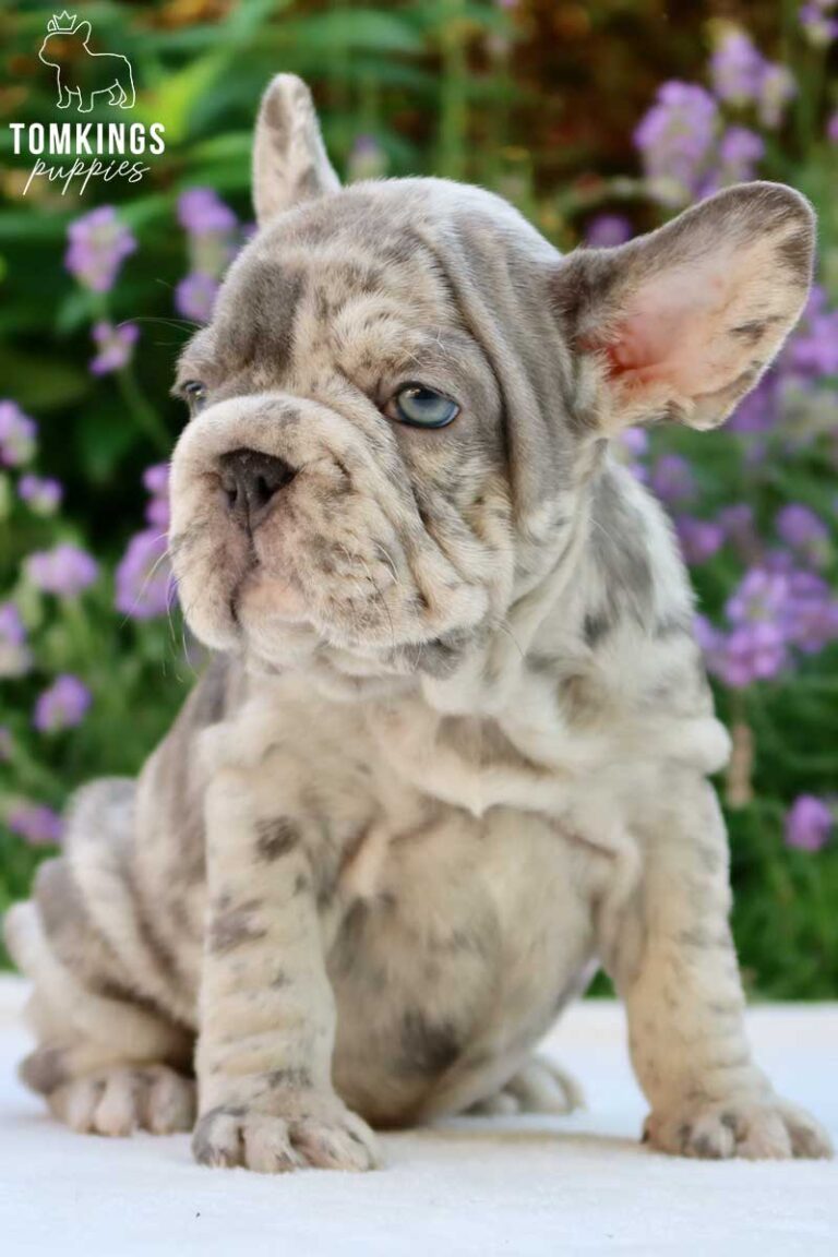 Big Rope French Bulldog - TomKings Puppies