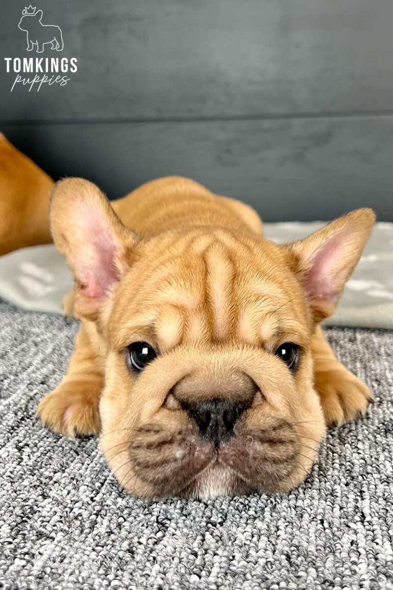 Big Rope French Bulldog - TomKings Puppies
