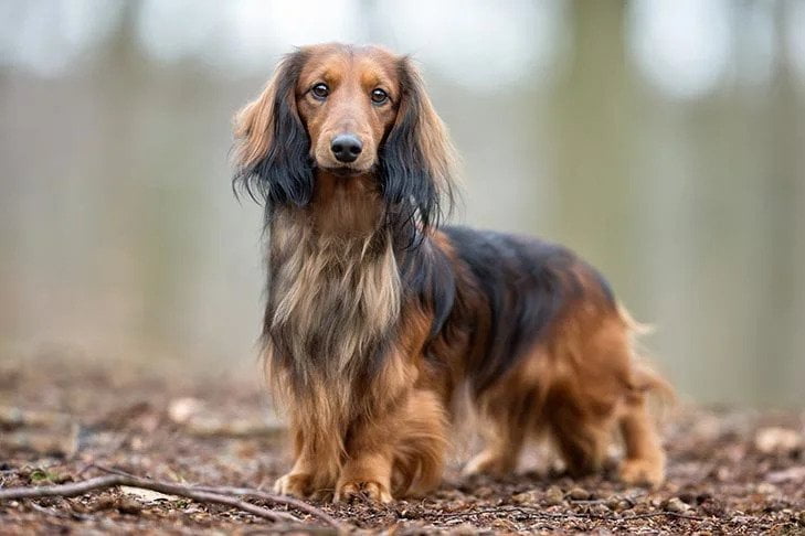 Dachshund. TomKings Blog