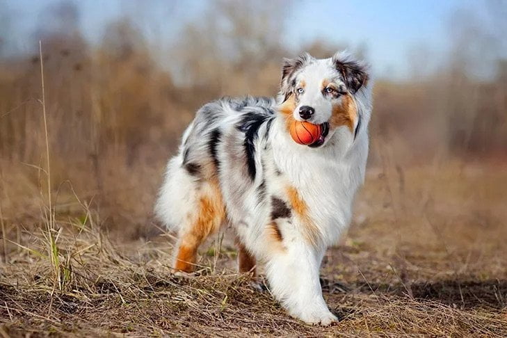 Australian Shepherd. TomKings Blog
