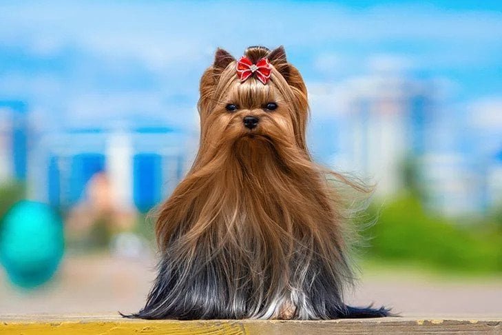 Yorkshire Terrier. TomKings Blog