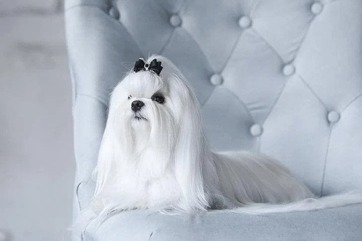 Maltese. TomKings Blog