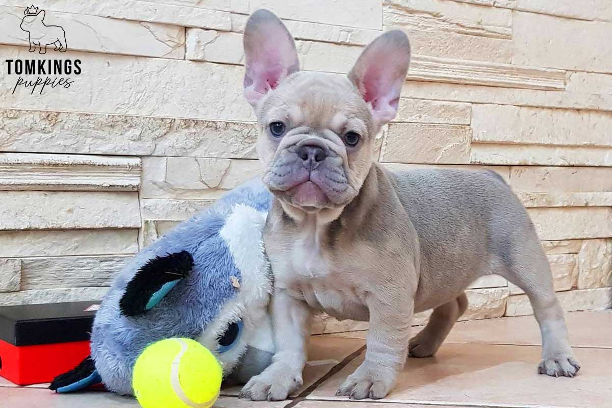 Lilac sable French Bulldog - TomKings Puppies