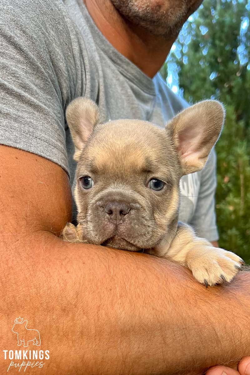Lilac sable French Bulldog - TomKings Puppies