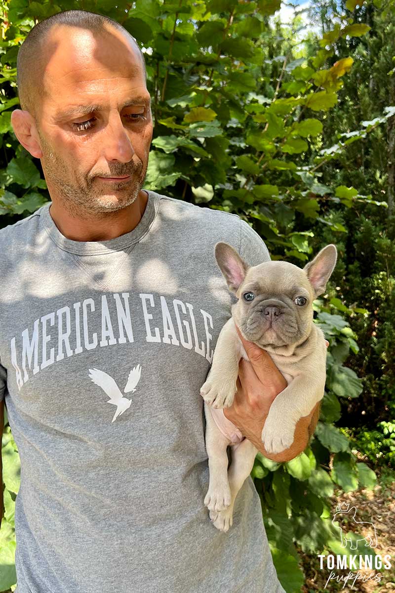 Lilac sable French Bulldog - TomKings Puppies