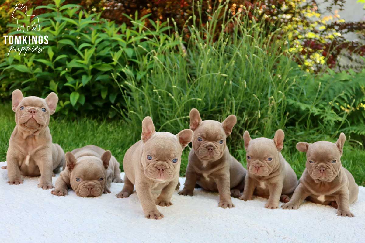 Marigold, available French Bulldog puppy at TomKings Puppies