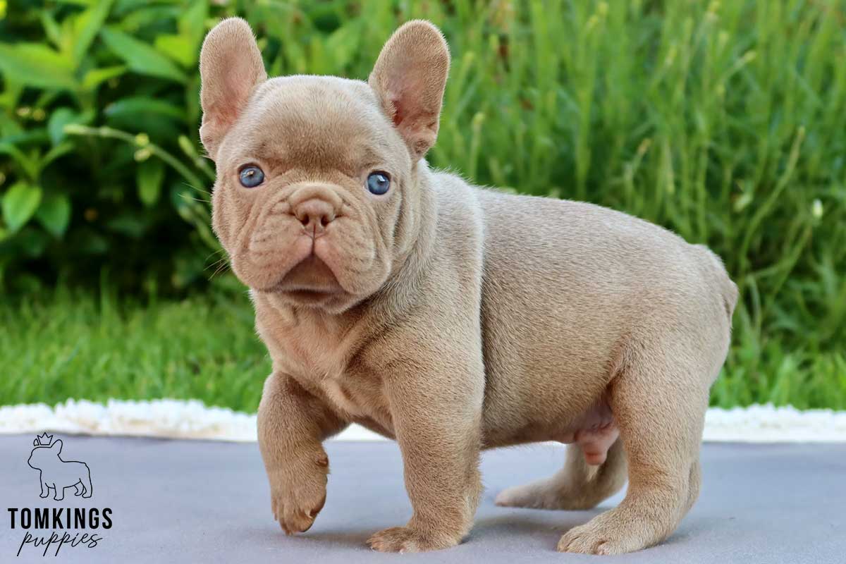 Remington, available French Bulldog puppy at TomKings Puppies