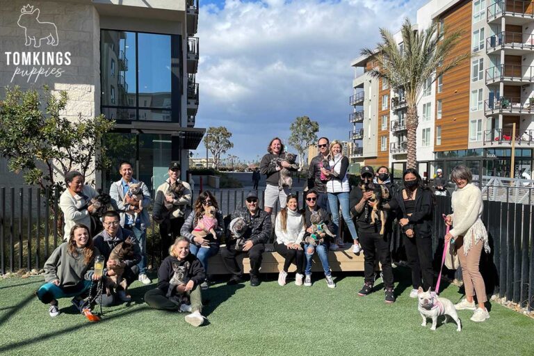 TomKings Frenchie Family