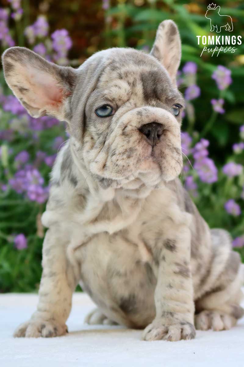 Big Rope French Bulldog - TomKings Puppies