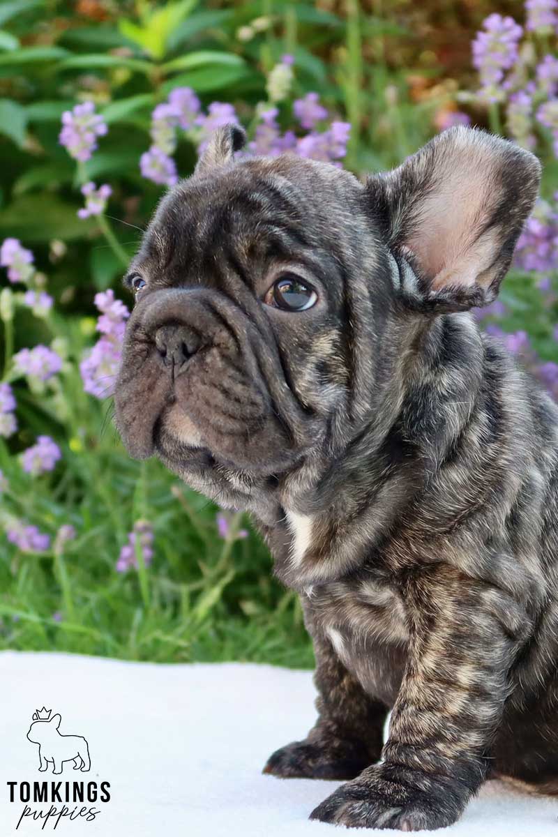 Big Rope French Bulldog - TomKings Puppies