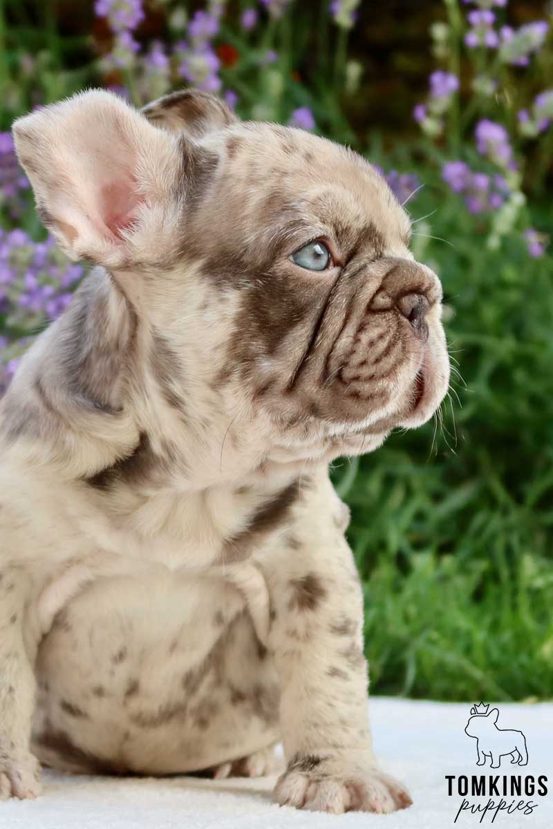 Big Rope French Bulldog - TomKings Puppies