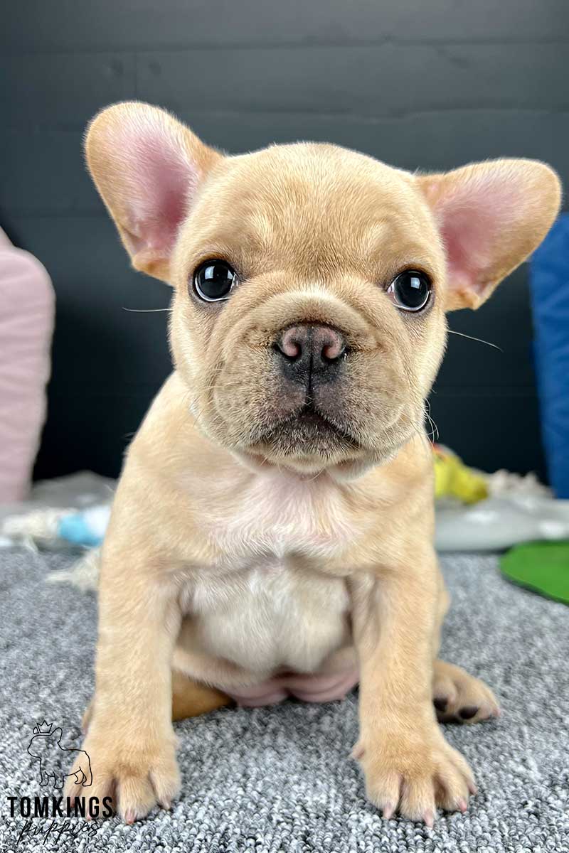 Big Rope French Bulldog - TomKings Puppies