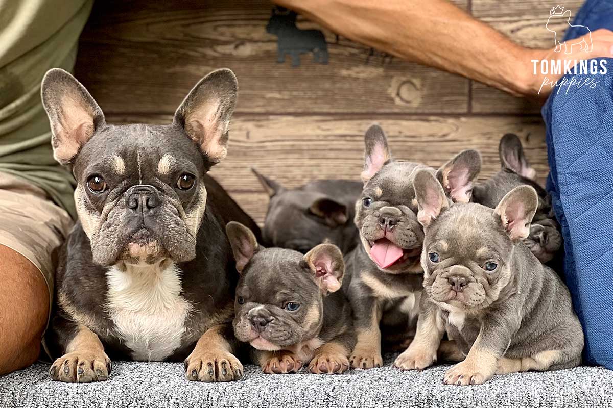 French Bulldog - TomKings Puppies