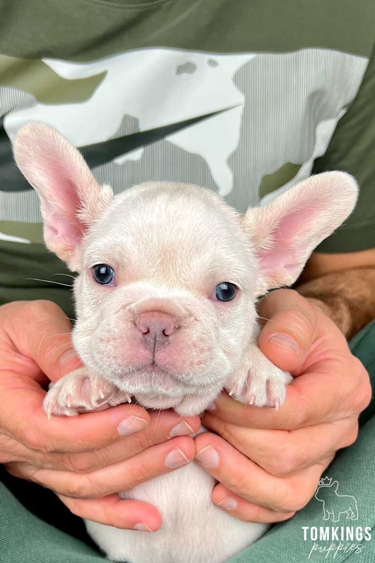 Platinum French Bulldog - TomKings Puppies