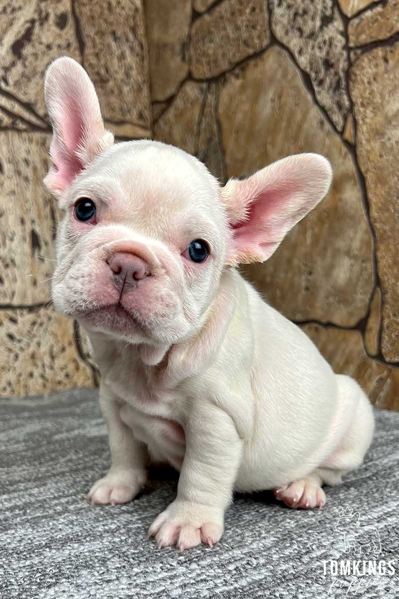 Platinum French Bulldog - TomKings Puppies