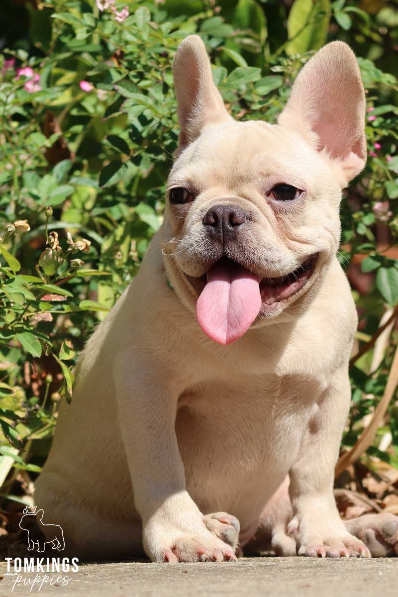 Platinum French Bulldog - TomKings Puppies