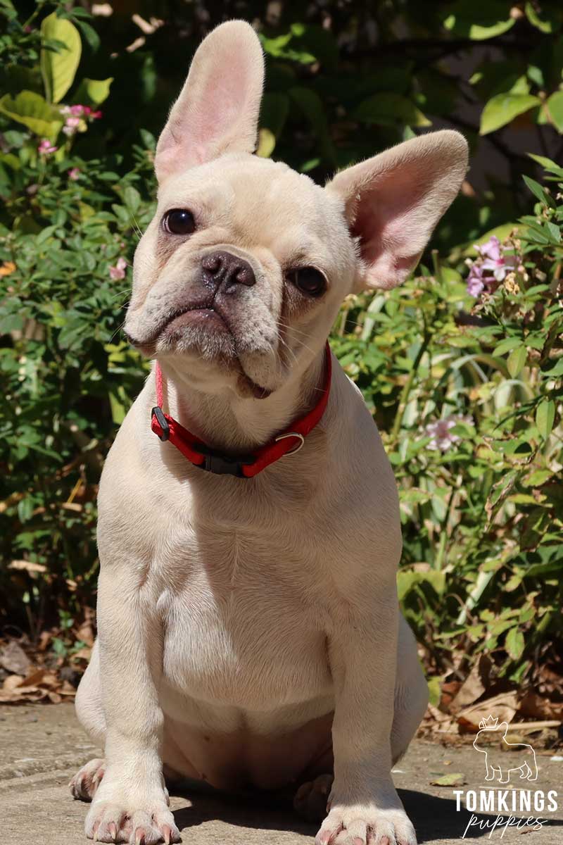 Platinum French Bulldog - TomKings Puppies