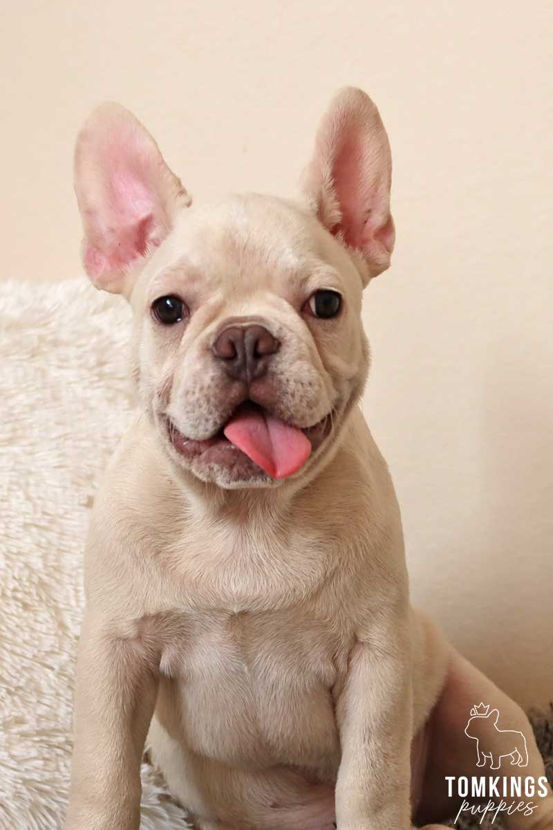 Platinum French Bulldog - TomKings Puppies