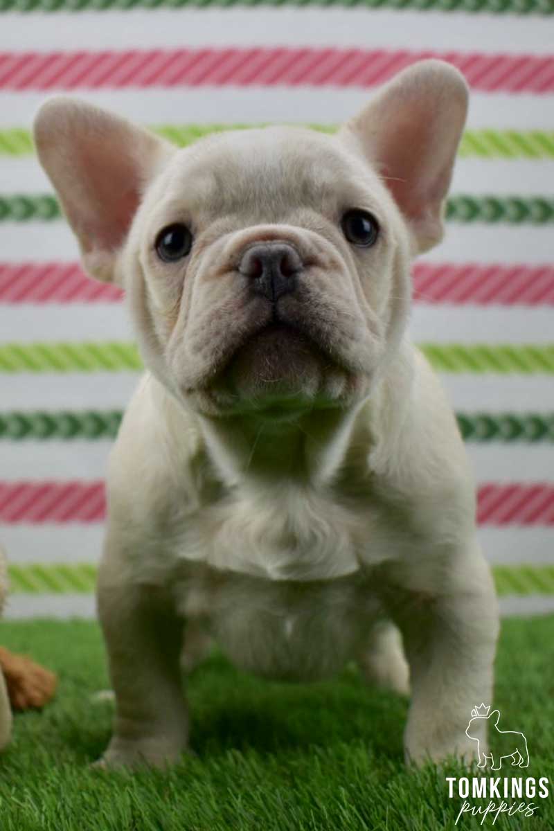 Platinum French Bulldog - TomKings Puppies