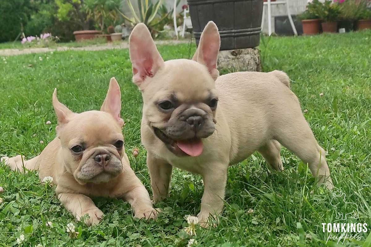 Ella, available French Bulldog puppy at TomKings Puppies
