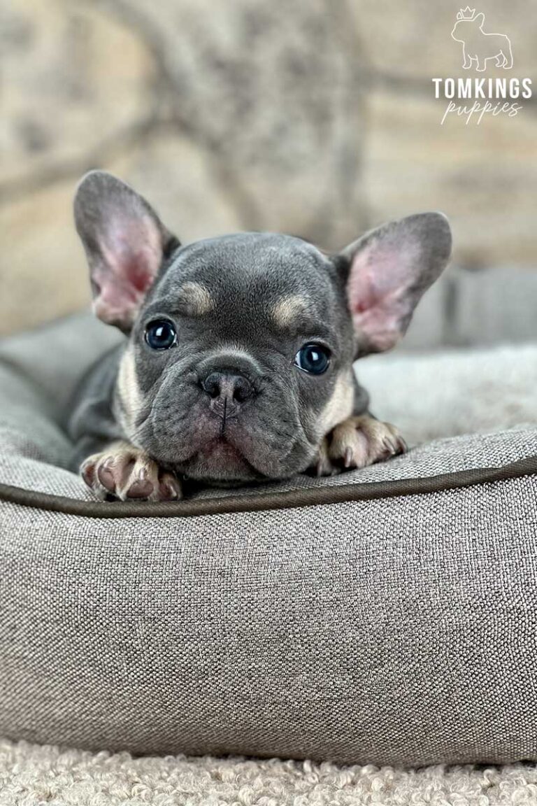 Blue and Tan French Bulldog at TomKings Puppies