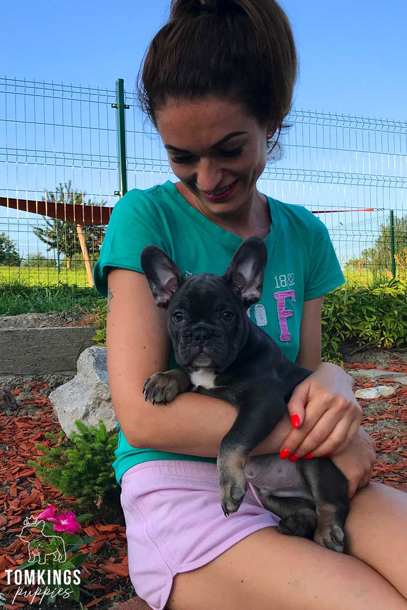Blue and Tan French Bulldog at TomKings Puppies