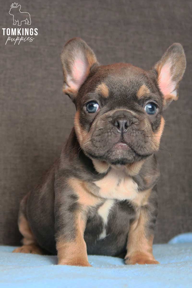 Blue and Tan French Bulldog at TomKings Puppies