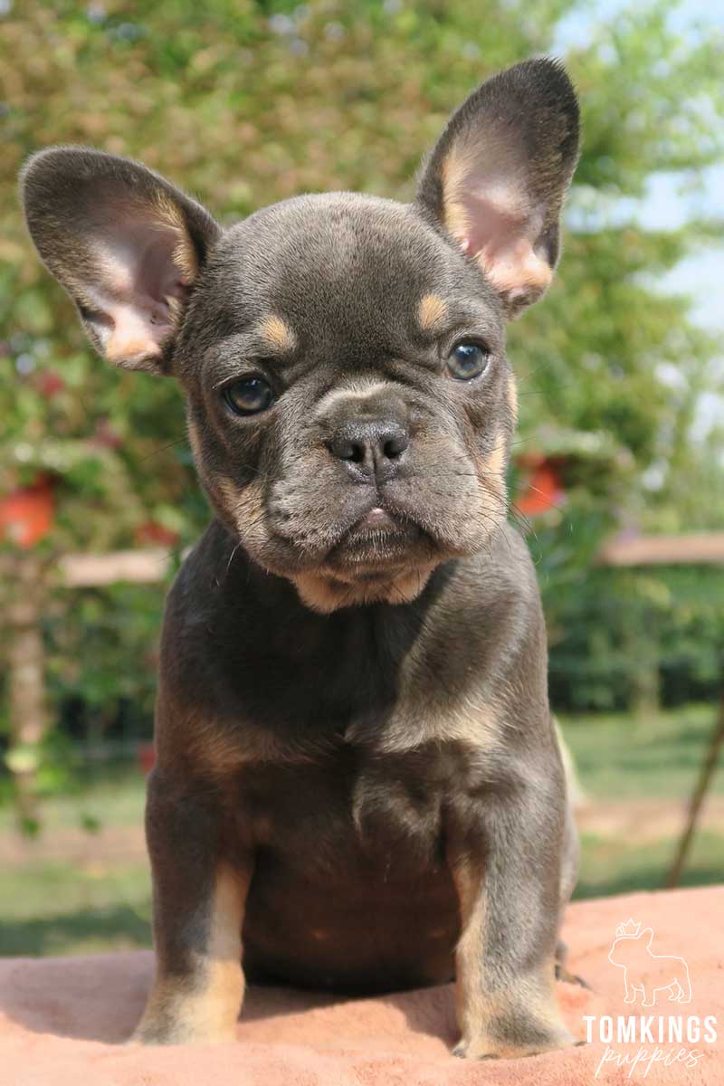 Blue and Tan French Bulldog at TomKings Puppies