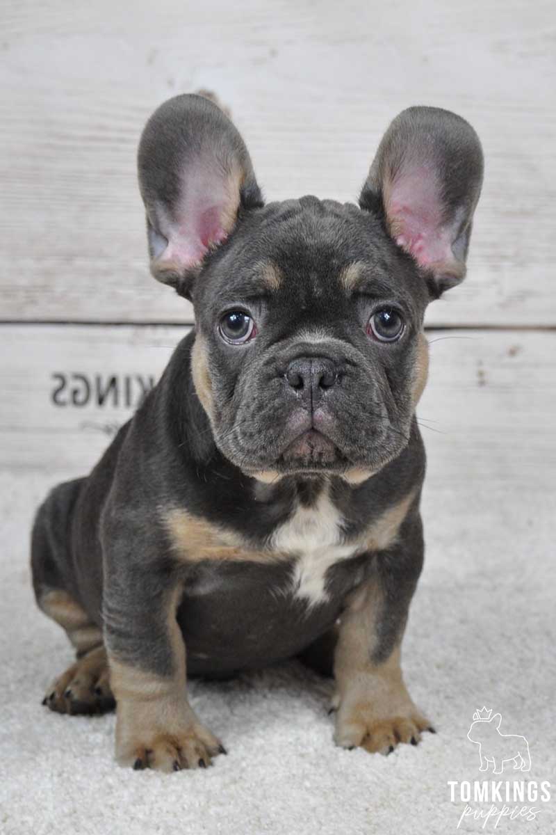 Blue and tan French Bulldog - TomKings Puppies