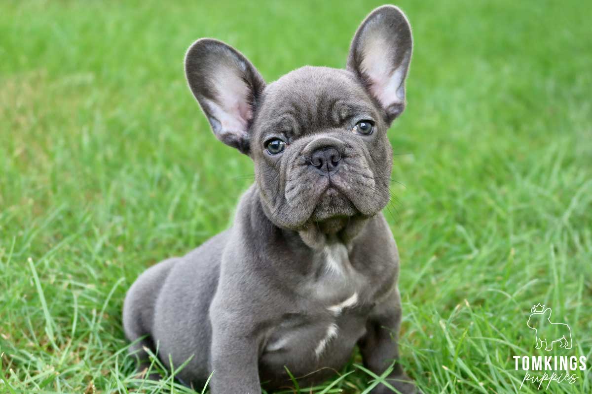 Fido, available French Bulldog puppy at TomKings Puppies