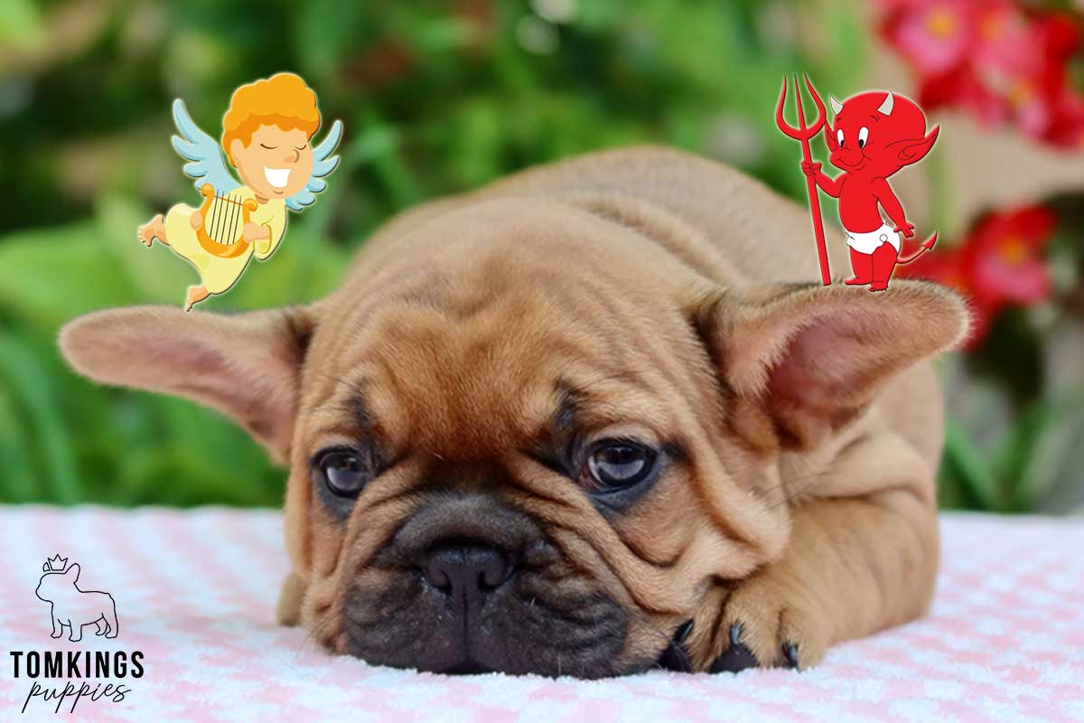 French Bulldogs Are The Worst...Really? - TomKings Blog