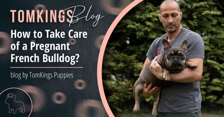 How to Take Care of a Pregnant French Bulldog? - TomKings Blog