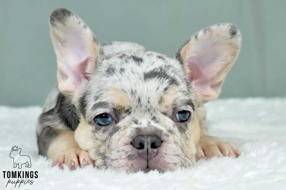 Jennie, available French Bulldog puppy at TomKings Puppies