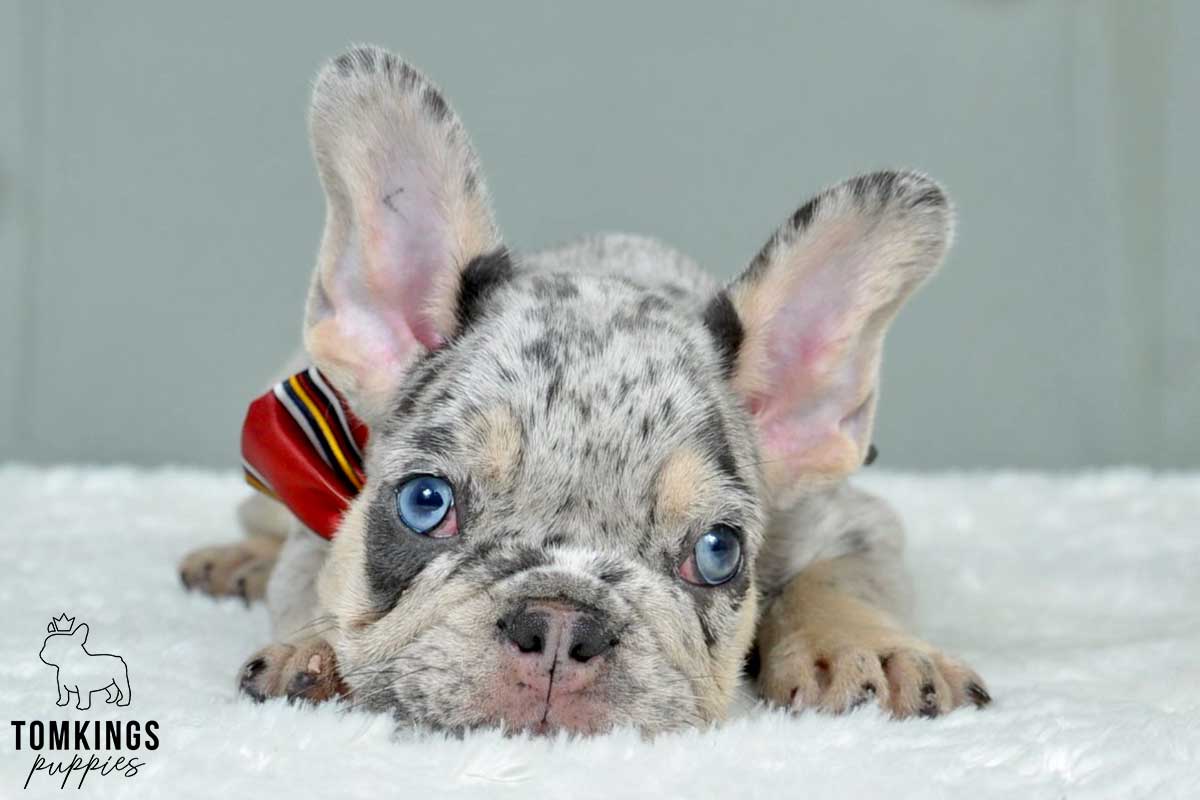 Severin, available French Bulldog puppy at TomKings Puppies