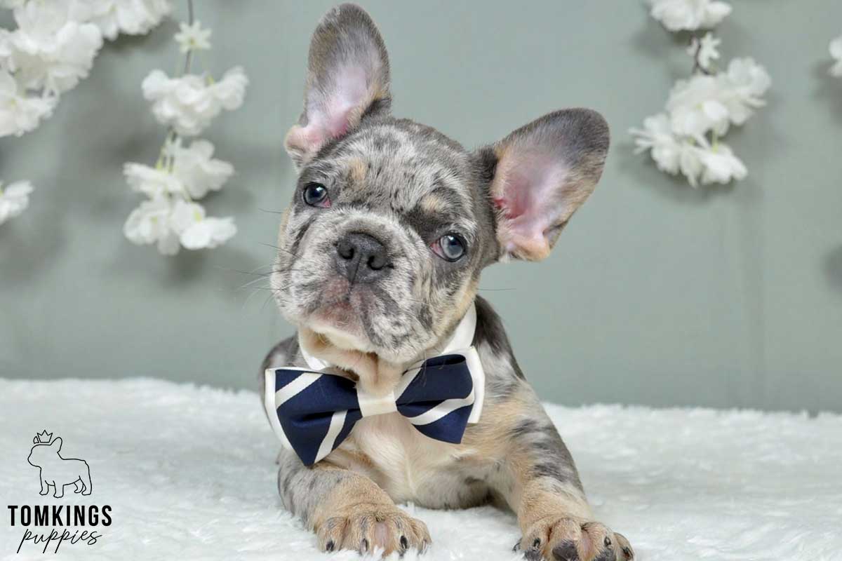 Tavis, available French Bulldog puppy at TomKings Puppies