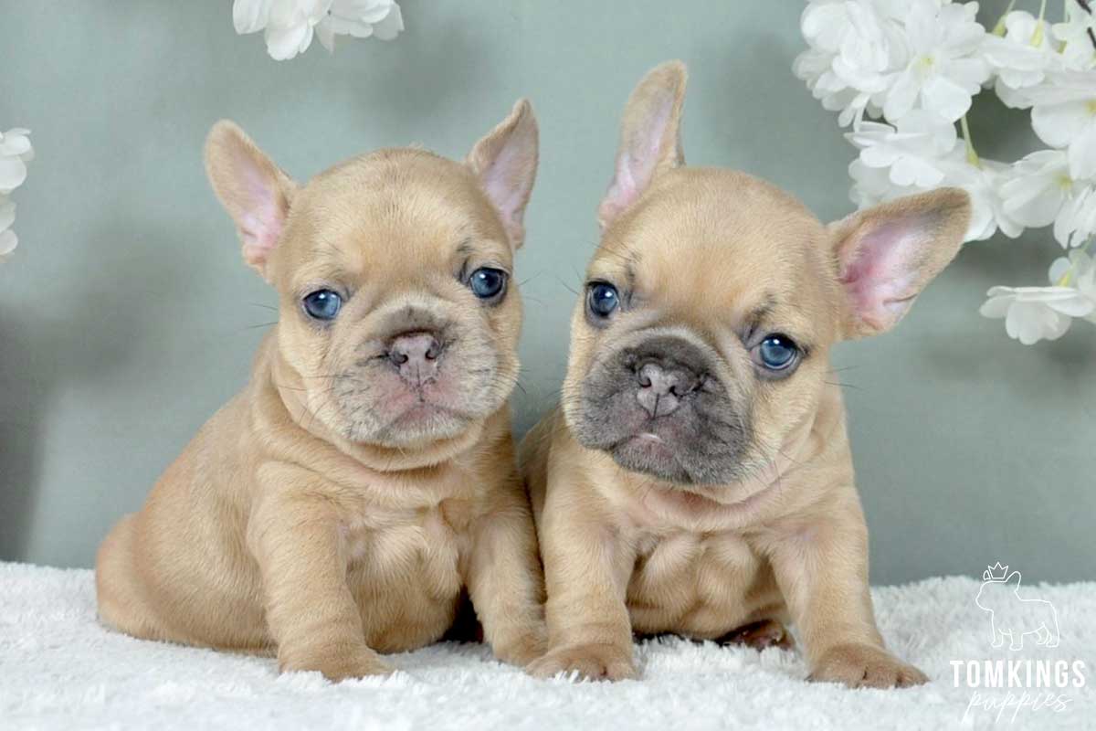 Tybalt, available French Bulldog puppy at TomKings Puppies