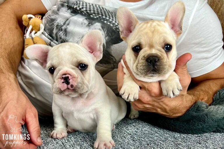 Hollie, available French Bulldog puppy at TomKings Puppies