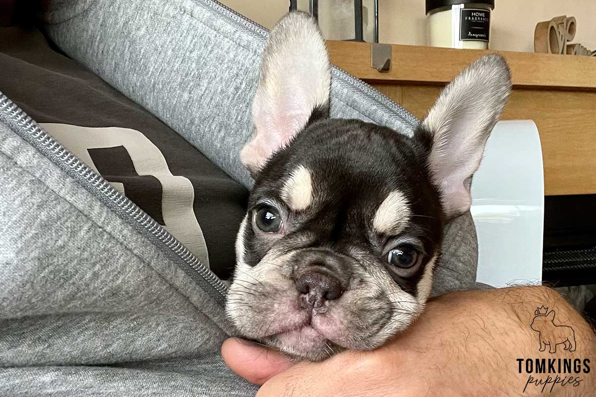 Kayla, available French Bulldog puppy at TomKings Puppies