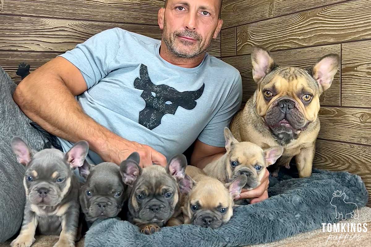French Bulldog - TomKings Puppies