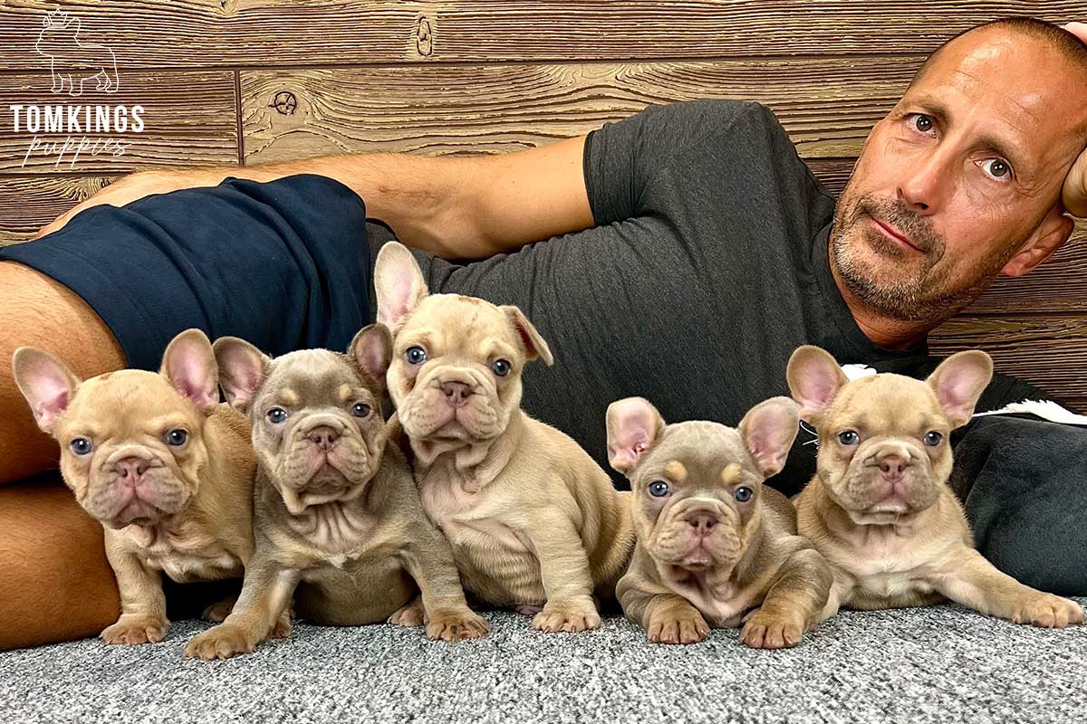 Paul, available French Bulldog puppy at TomKings Puppies