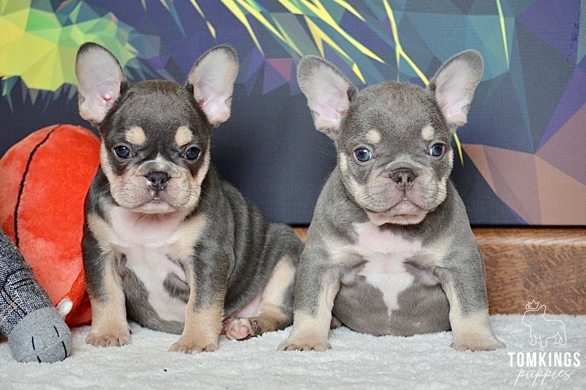Blaine, available French Bulldog puppy at TomKings Puppies