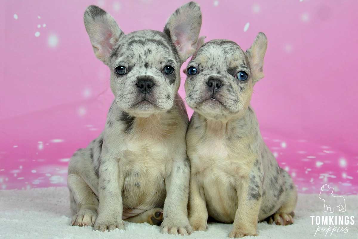 Darlene, available French Bulldog puppy at TomKings Puppies
