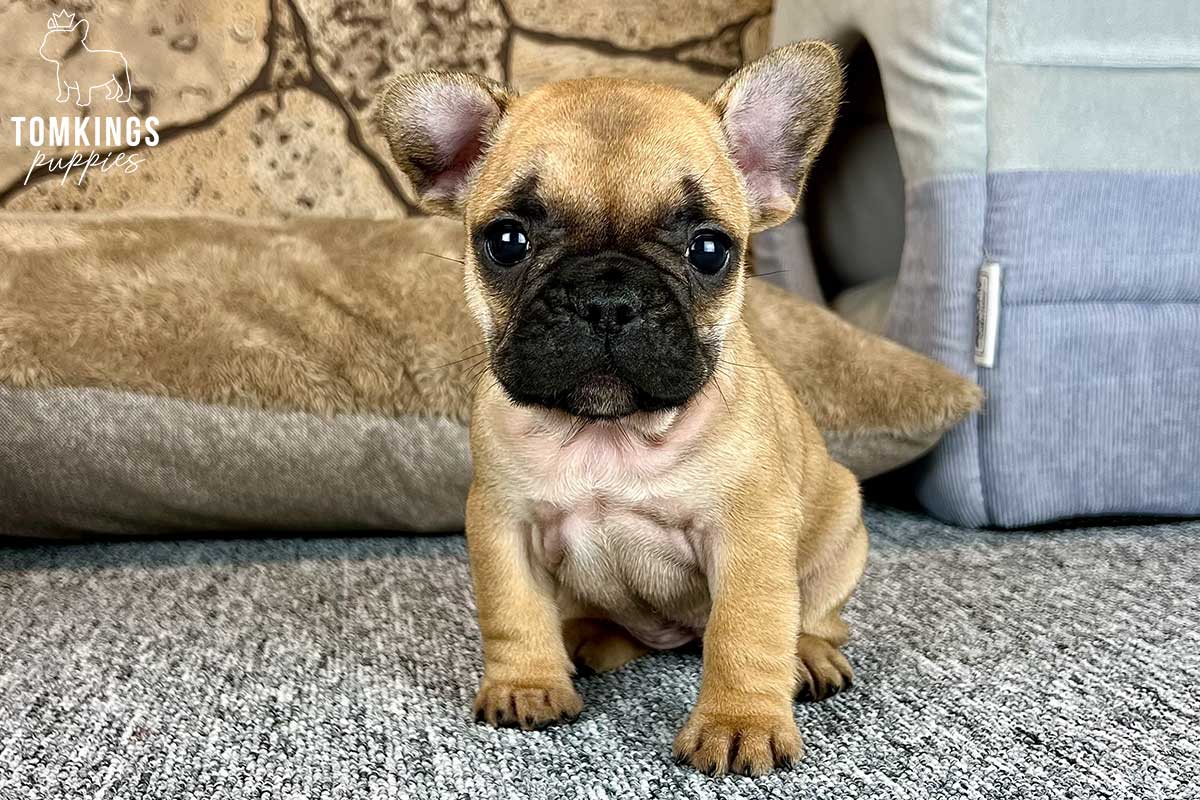 Dina, available French Bulldog puppy at TomKings Puppies