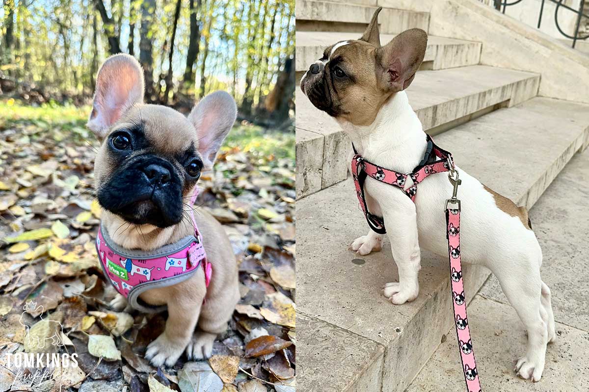 Best Frenchie Harness: How To Choose? - TomKings Blog