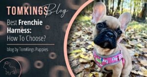 Best Frenchie Harness: How To Choose? - TomKings Blog