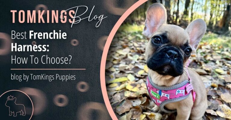 Best Frenchie Harness: How To Choose? - TomKings Blog