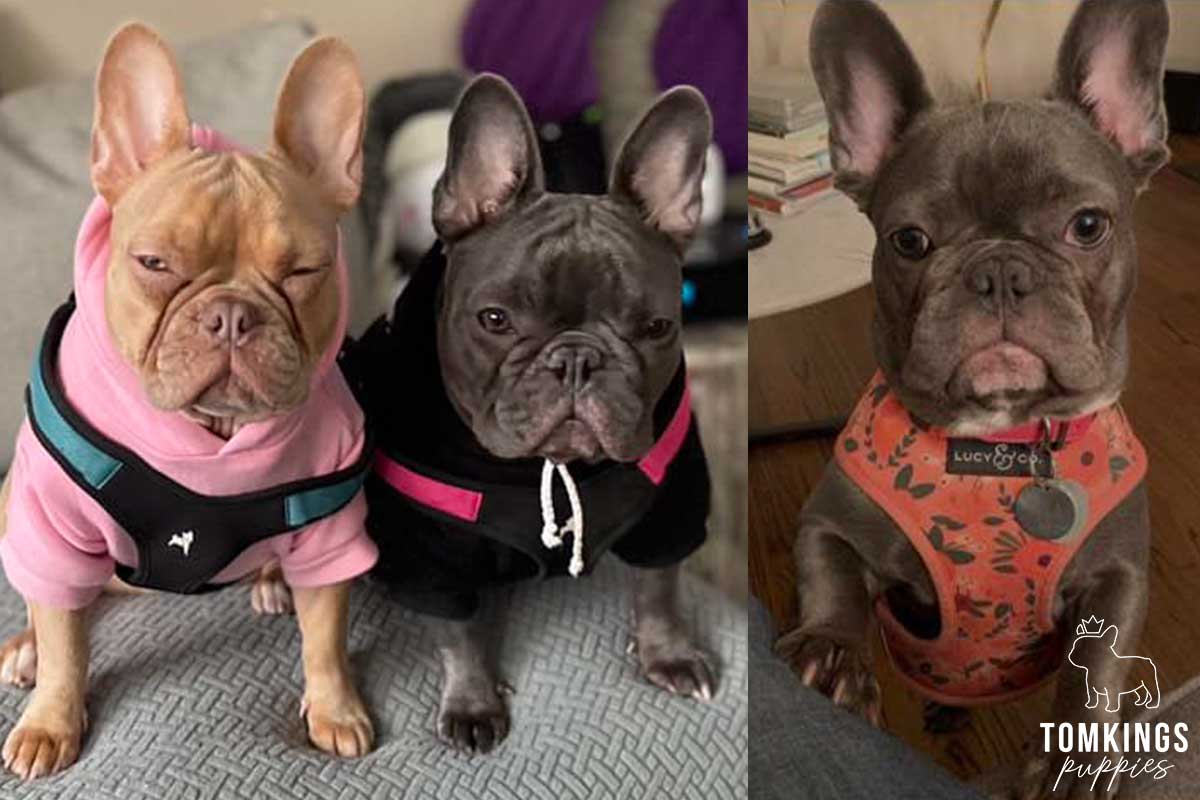 Best Frenchie Harness: How To Choose? - TomKings Blog